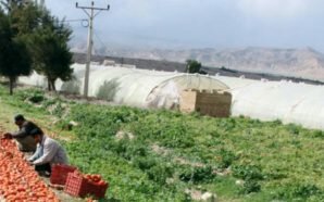 مزارعو حوران يعانون من خسائر فادحة هذا العام بسبب ارتفاع…